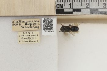 Media type: image;   Entomology 795043 Aspect: Labels